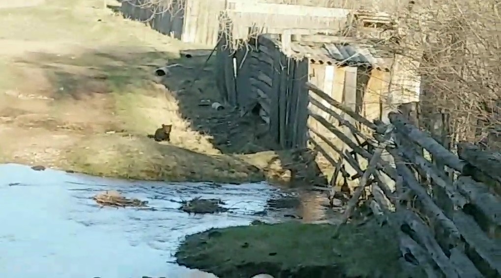 Фото В деревне в часе езды от Улан-Удэ бегал маленький медвежонок ►