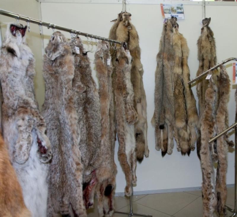 Фото Охотники Бурятии в 2023 году застрелили более 700 волков