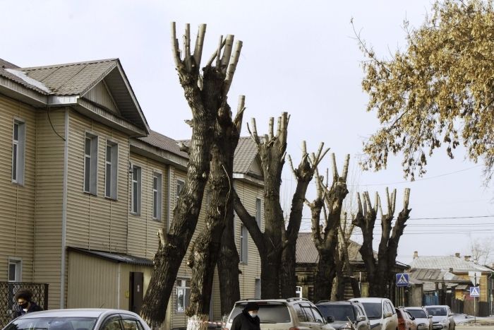 Фото Улан-Удэ начались работы по обрезке деревьев