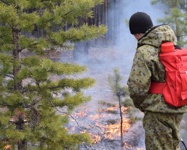 Фото В лесах Бурятии началось профилактическое выжигание