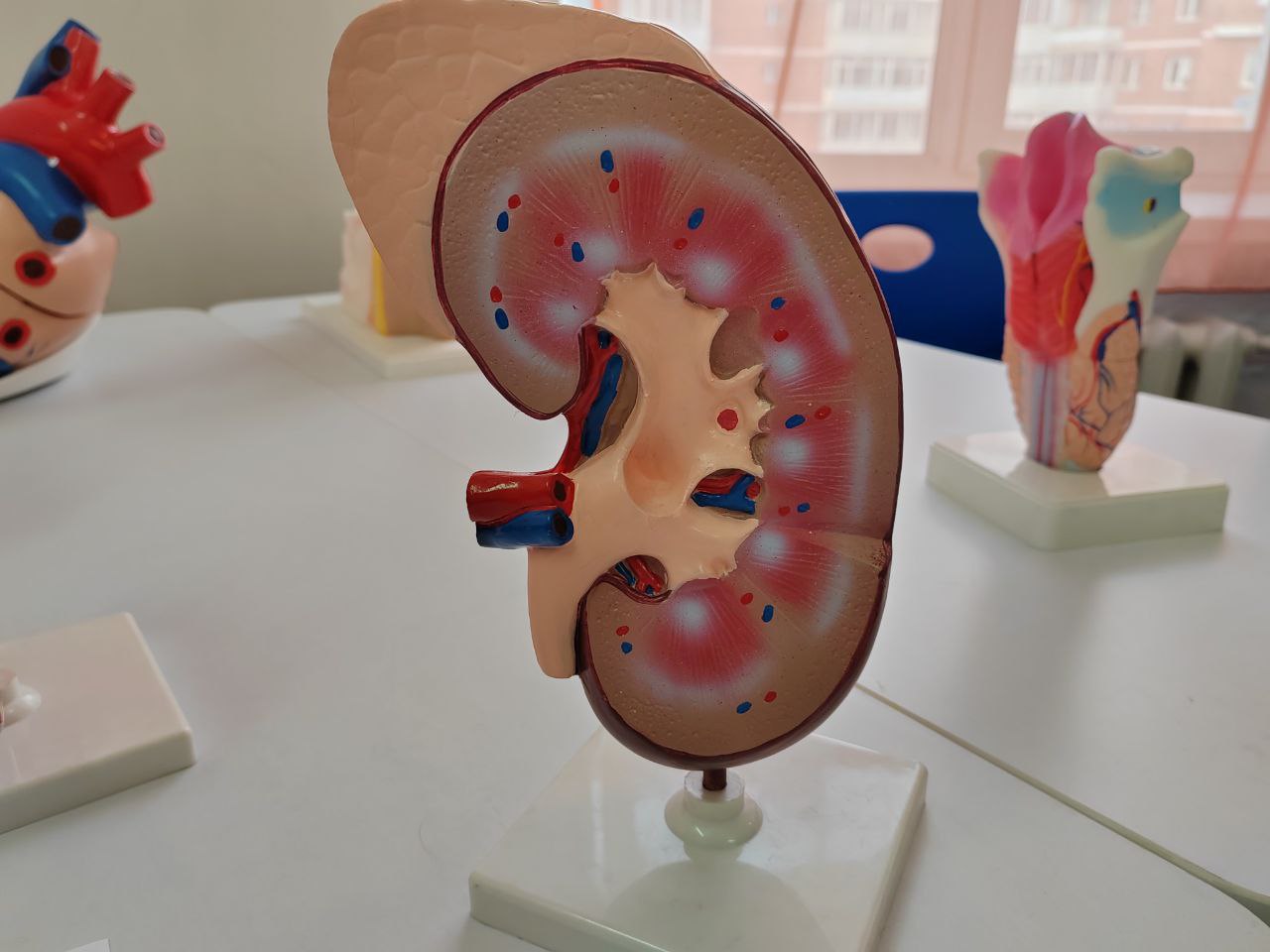 Фото По факту удаления здоровой почки следком Бурятии расследует уголовное дело