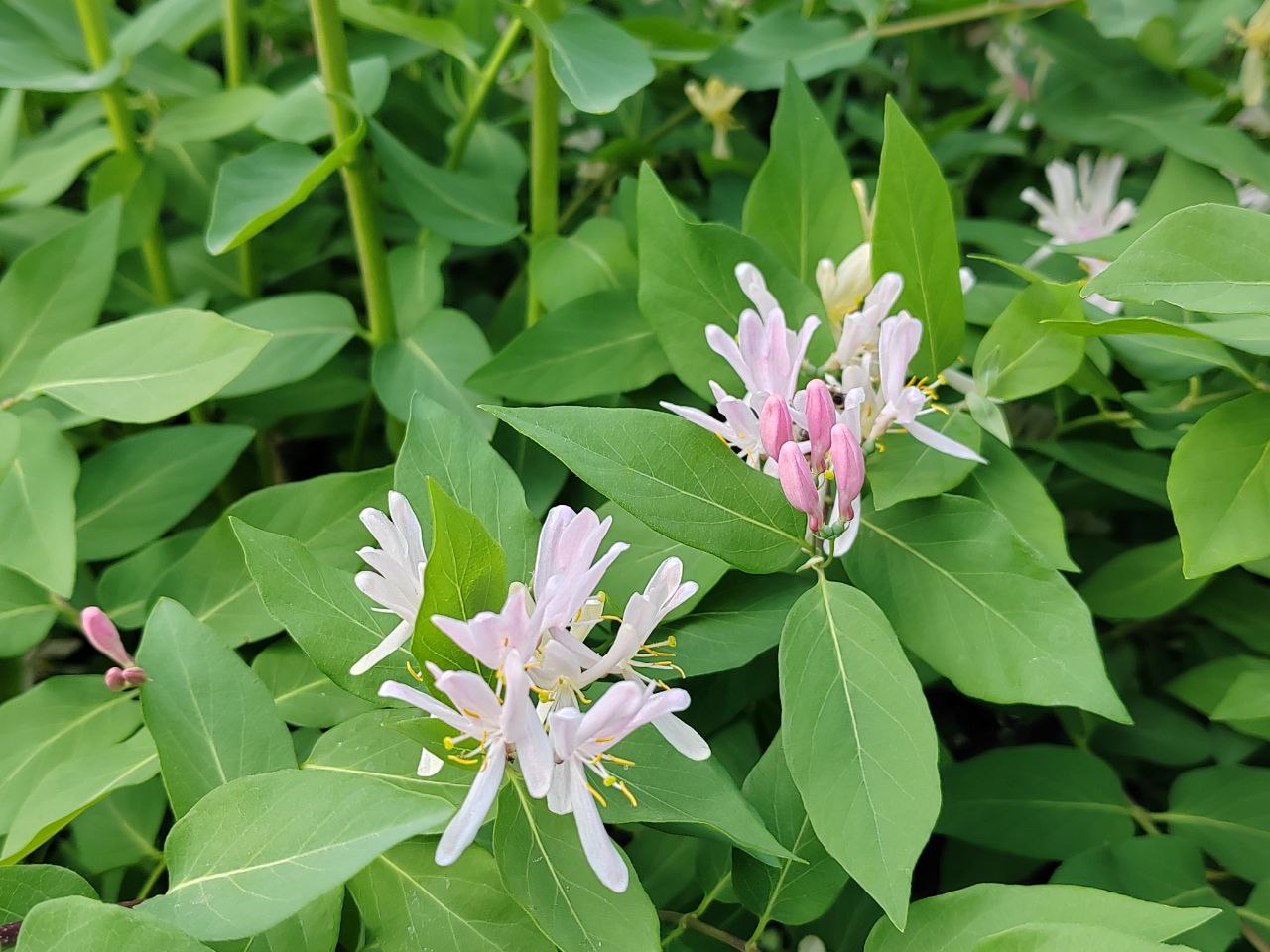 Фото В Музее природы Бурятии открывается выставка «Полёт бабочки. Крыло под микроскопом»