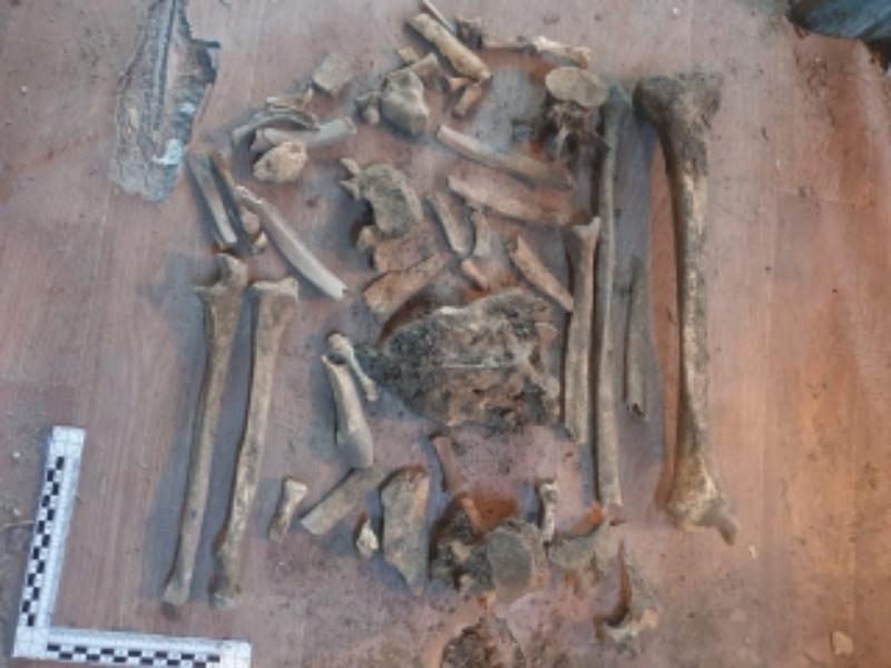 Фото Человек или животное: в Улан-Удэ хозяева квартиры обнаружили захороненные под полом кости