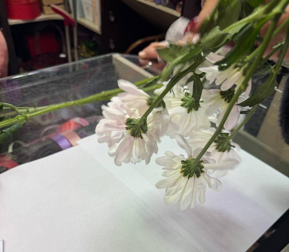 Фото На завезенных в Улан-Удэ хризантемах обнаружен опасный вредитель