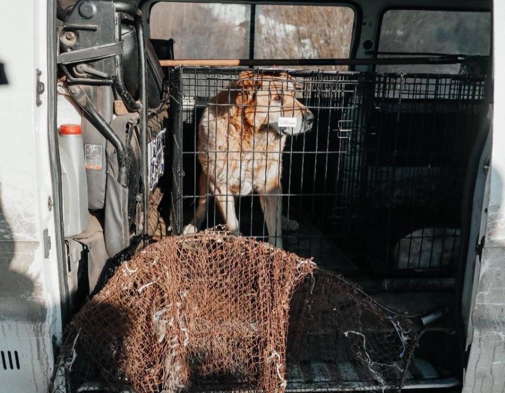 Фото На отлов собак в Улан-Удэ потратят 64 млн рублей