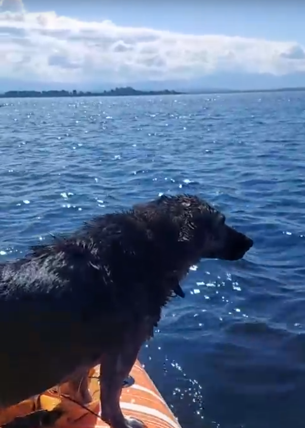 Фото В Бурятии собака по кличке Чапа участвует в морском каякинге (ВИДЕО)