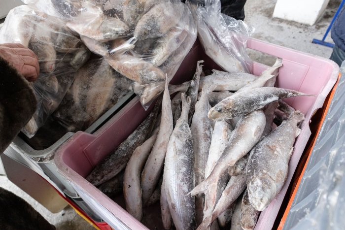 Фото Бурятские таможенники пресекли незаконный ввоз рыбы из Монголии 