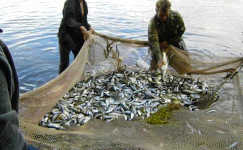 Фото В Бурятии работники рыбопромышленного предприятия два месяца трудились без зарплаты