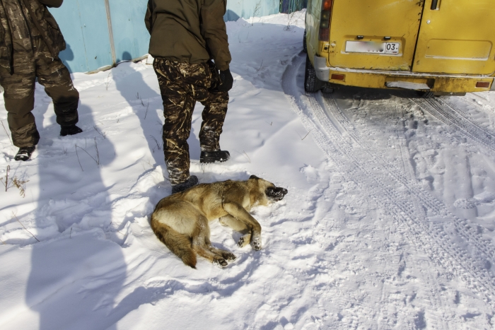 Фото Ветеринария Бурятии опубликовала контакты по утилизации трупов домашних животных