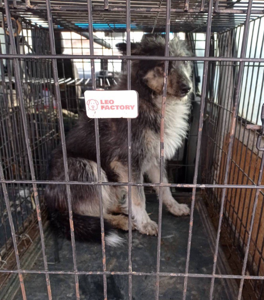 Фото В Улан-Удэ за праздничные дни отловили 153 бездомных собаки