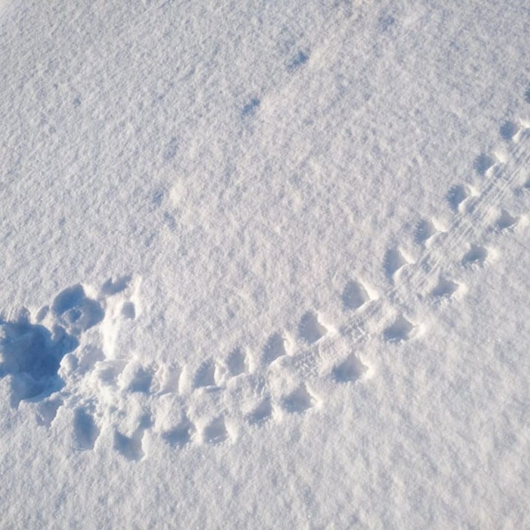 Фото Инспектор заповедника в Бурятии нашел странные следы на снегу