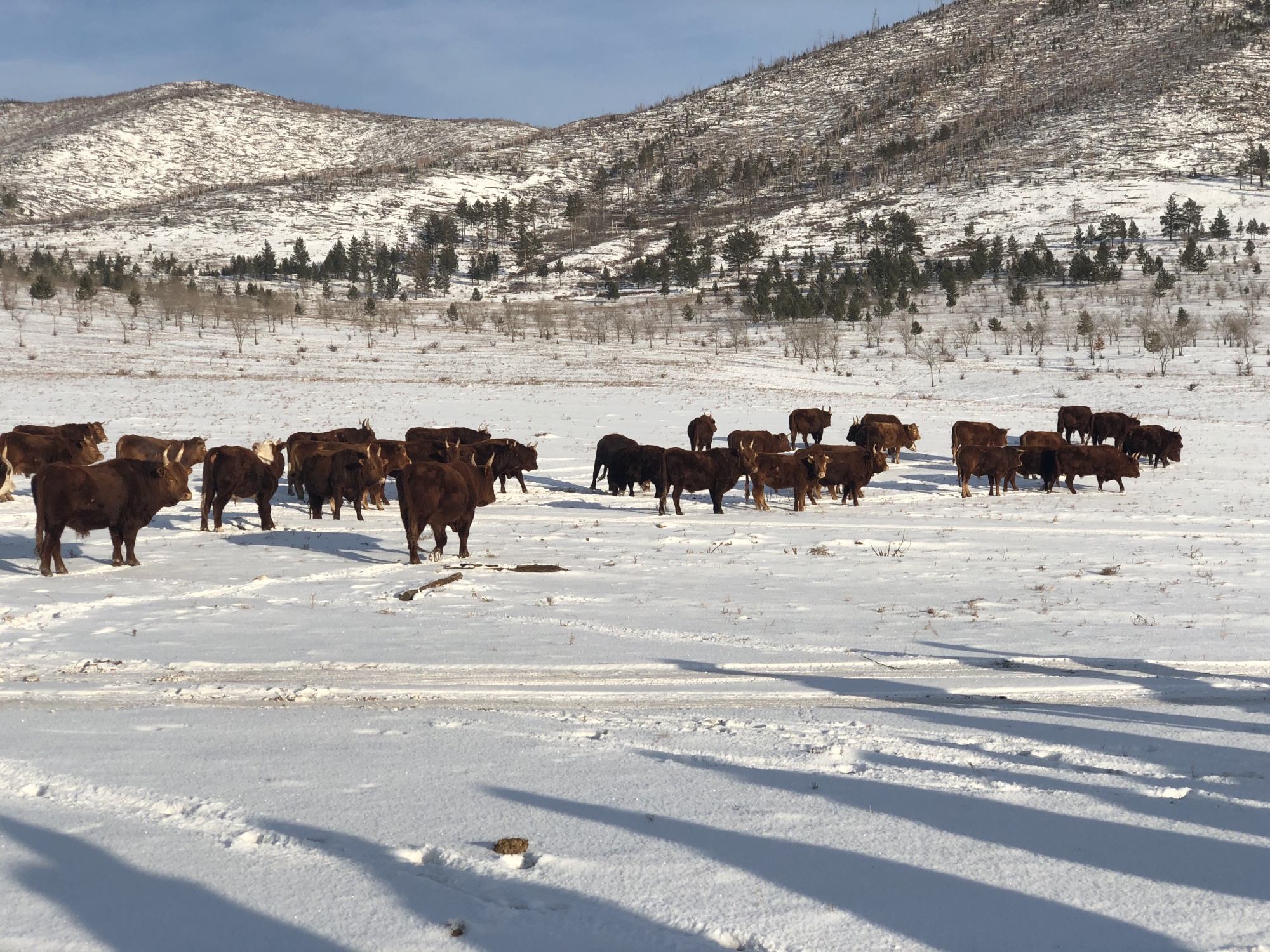 Фото Зимовка скота в Бурятии проходит успешно