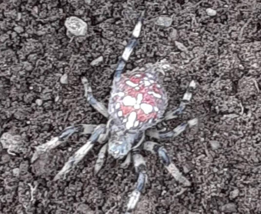Фото Житель Бурятии обнаружил в своем огороде «ядовитого тарантула» 