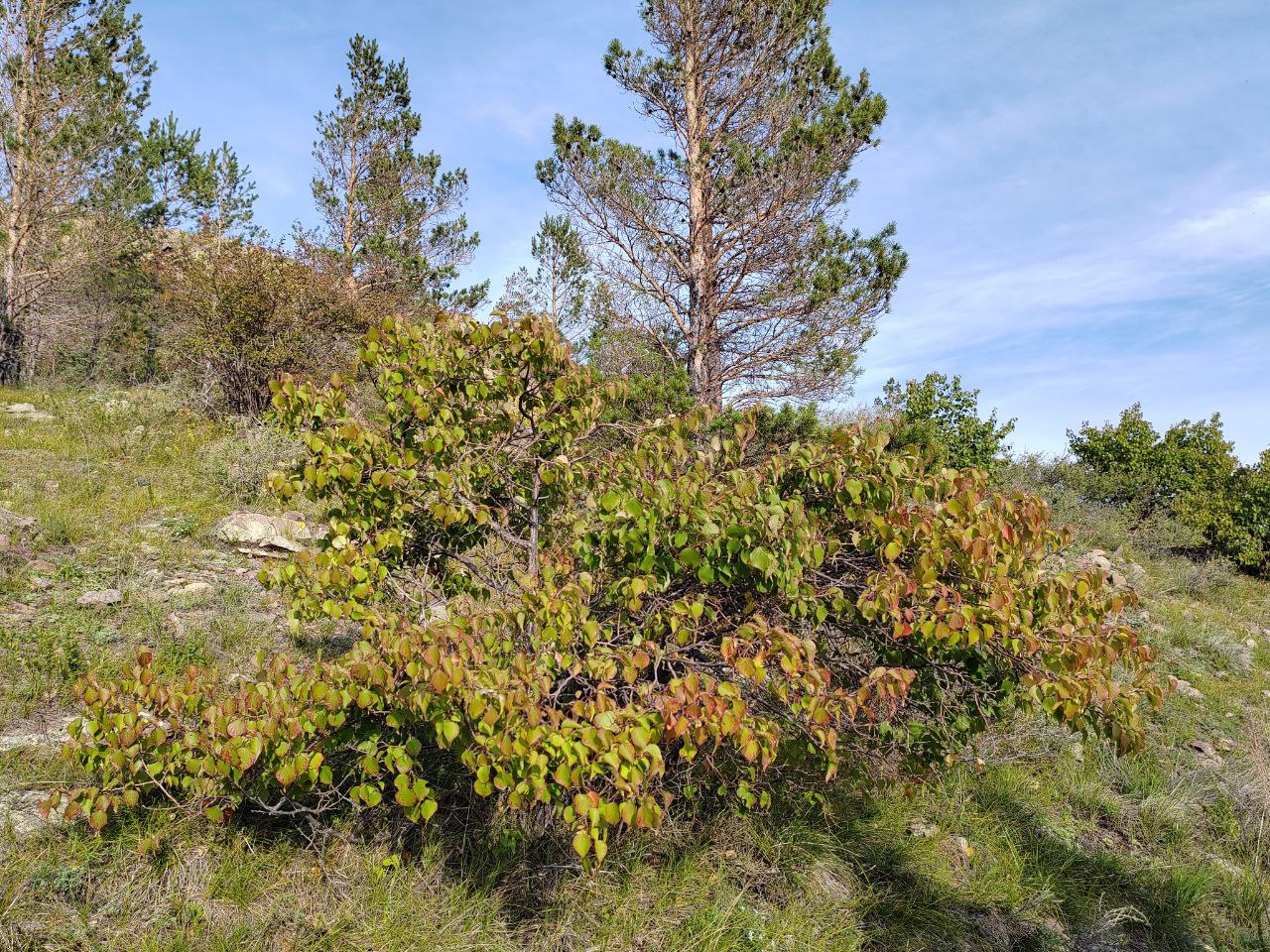 Фото Прогноз погоды в Бурятии на 18 сентября 2025 года