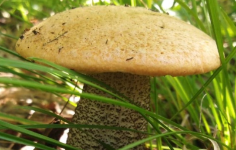 Фото В улан-удэнском Этномузее «вырастут» гигантские грибы