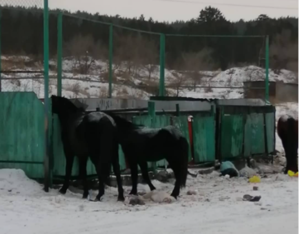 Фото В районе Бурятии собак на помойке сменили кони