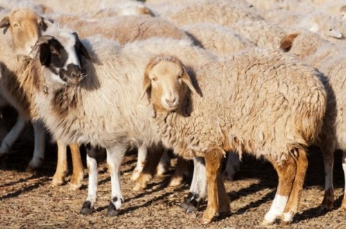 Фото О пользе развития овцеводства