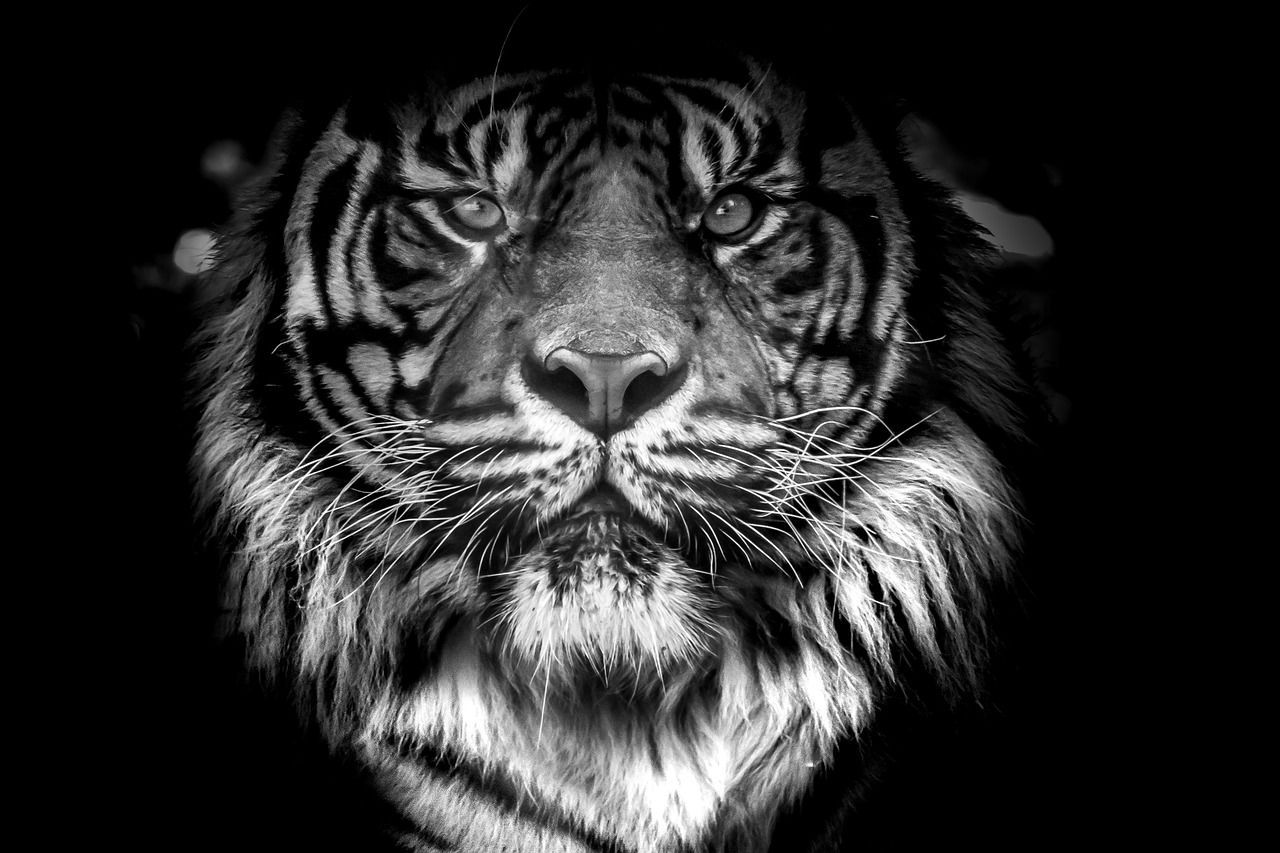 Что ждет жителей Бурятии в год Черного Водяного тигра