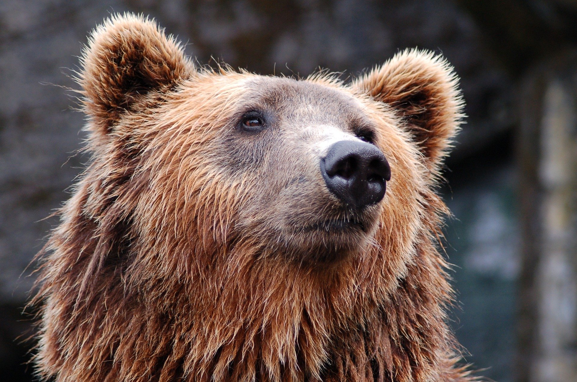 Фото Улан-удэнские медведи не показываются посетителям музея