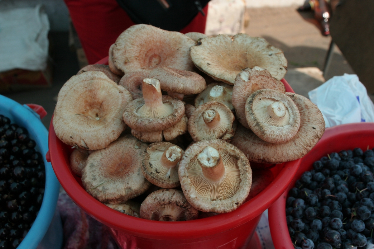 Фото В лесах Бурятии пропали двое пенсионеров
