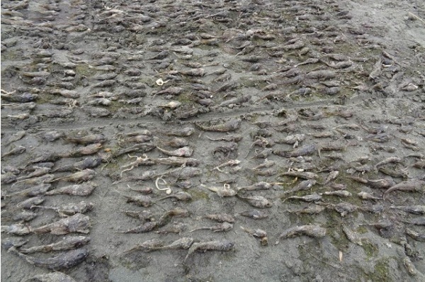 Фото На севере Байкала произошла массовая гибель рыбы