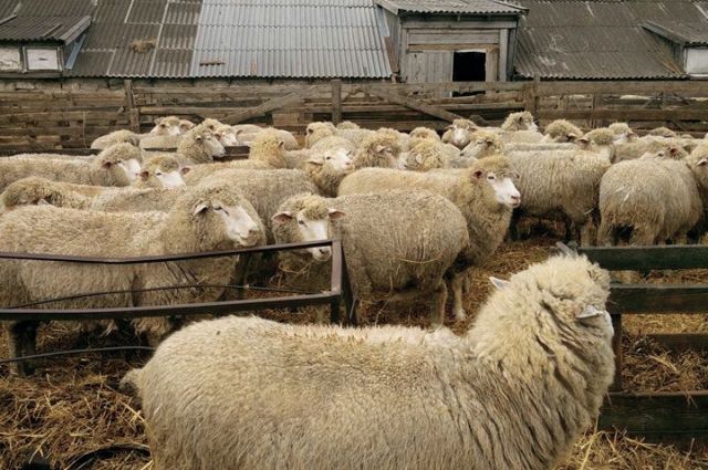 Фото В Бурятии побили 21-летний рекорд по разведению овец
