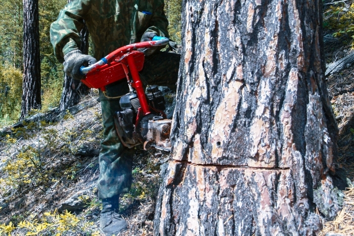Фото В Бурятии стали реже заниматься незаконной рубкой деревьев