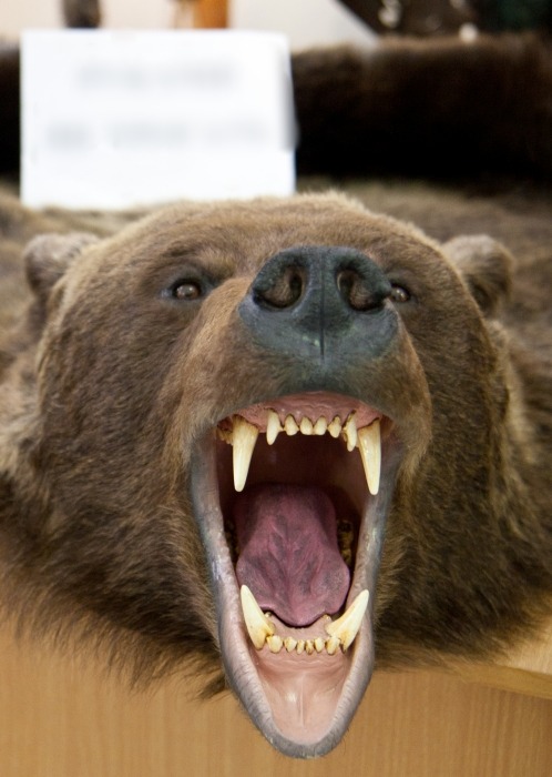 Фото В Бурятии в мясе медведей обнаружили трихинеллез