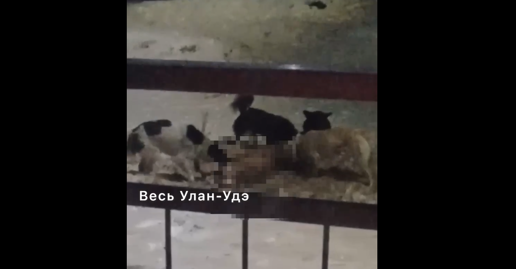 Фото В Улан-Удэ стая собак загрызла косулю