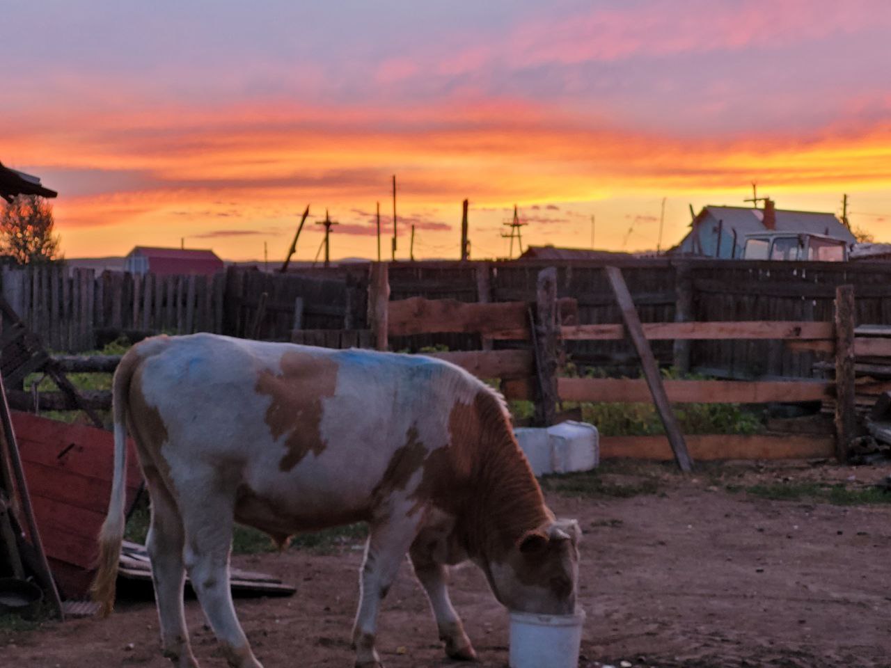 Фото В районе Бурятии вольно пасущийся скот будут загонять на «штрафстоянки»