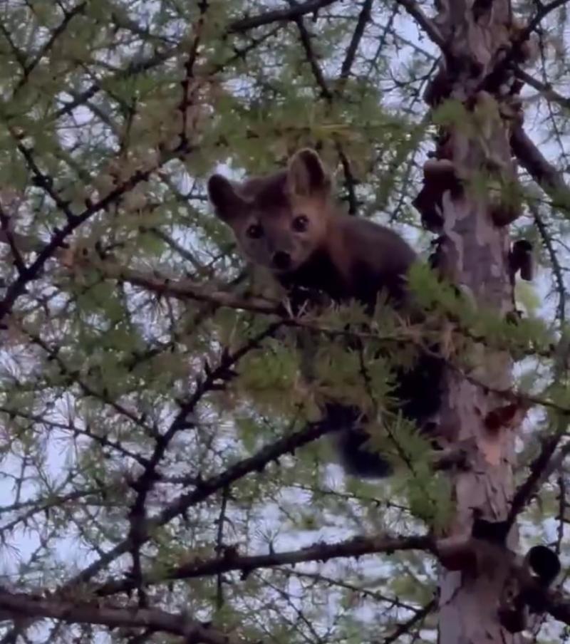 Фото В Бурятии сотрудников Фролихинского заказника «отругал» соболь