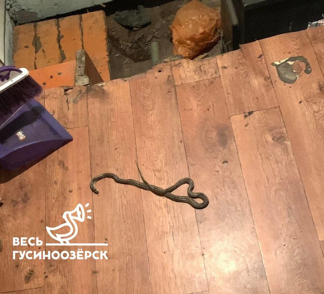 Фото В городе Бурятии змея заползла прямо в дом и устроила переполох