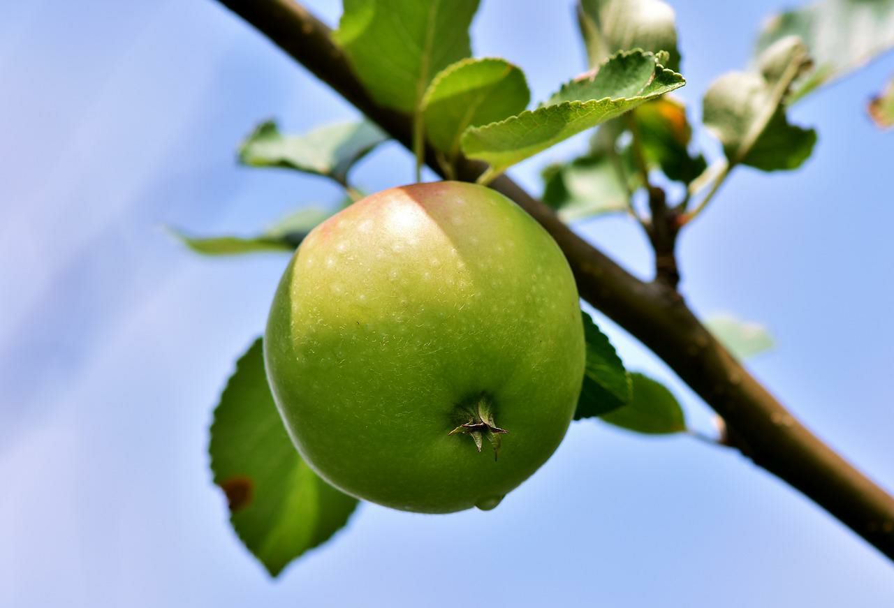 Фото Жителям Бурятии необходимо повторно обработать яблоню