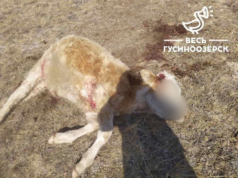 Фото Растерзанный теленок найден в Селенгинском районе Бурятии