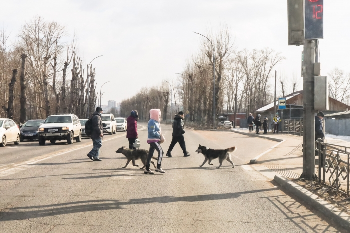 Фото В Бурятии возле школ и детских садов не будут выпускать бездомных собак
