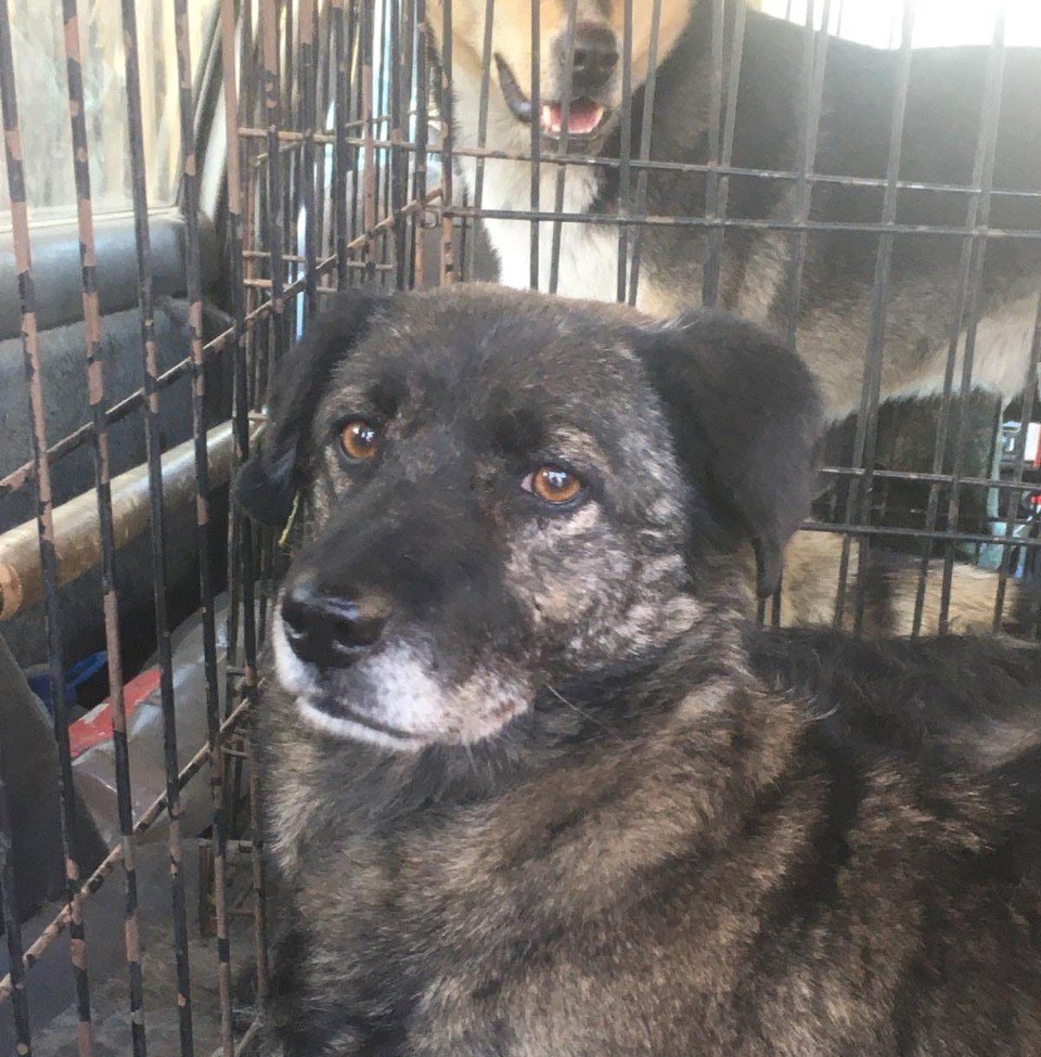 Фото В 2023 году на отлов бродячих собак в Улан-Удэ потратят более 33 млн рублей