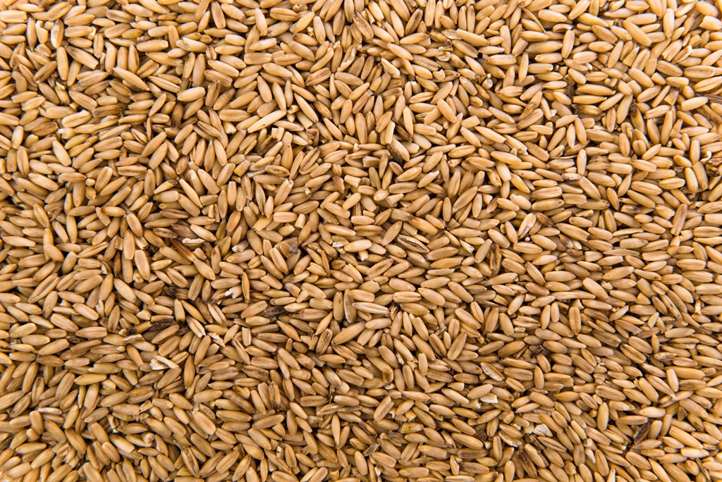 Фото Фермеры Бурятии смогут получить субсидии на приобретение семян кормовых культур