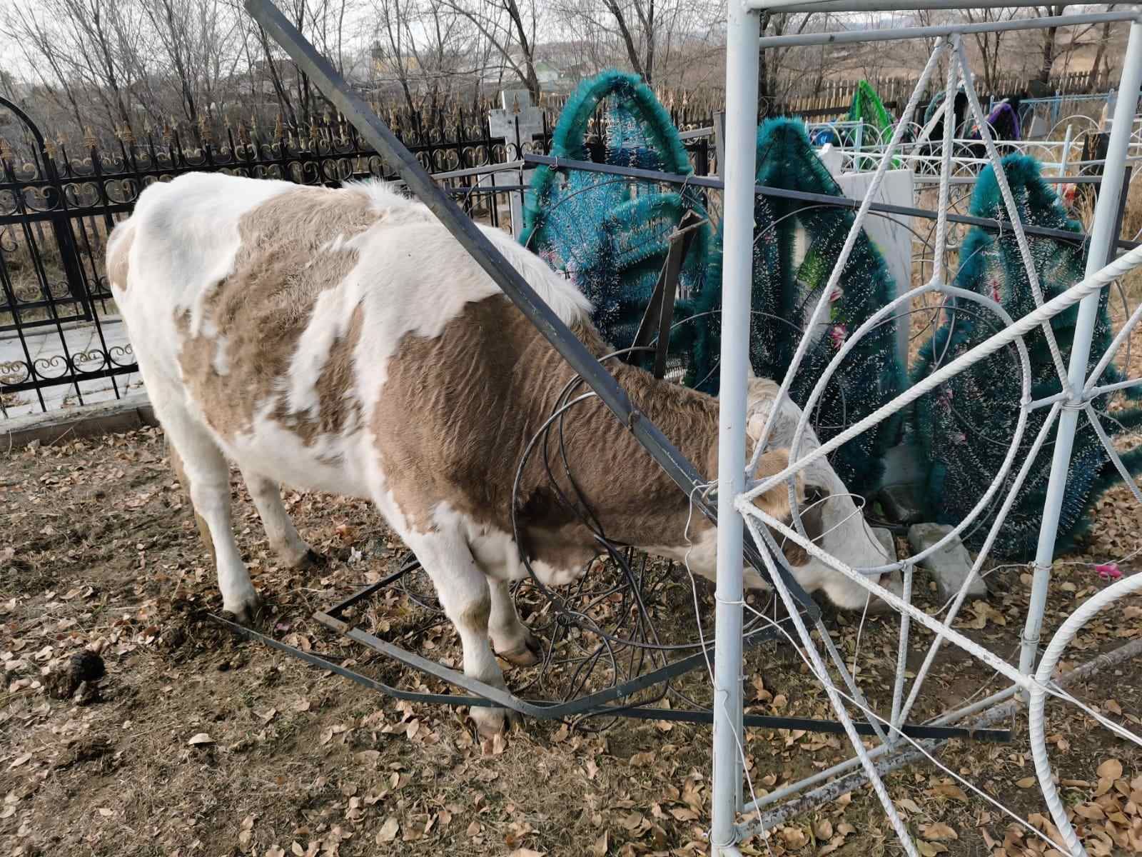 Фото В Бурятии корова застряла в могильной оградке