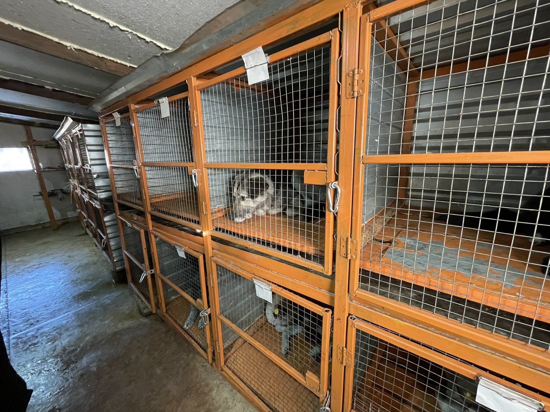 Фото Как поживают собаки без хозяев в приютах Бурятии