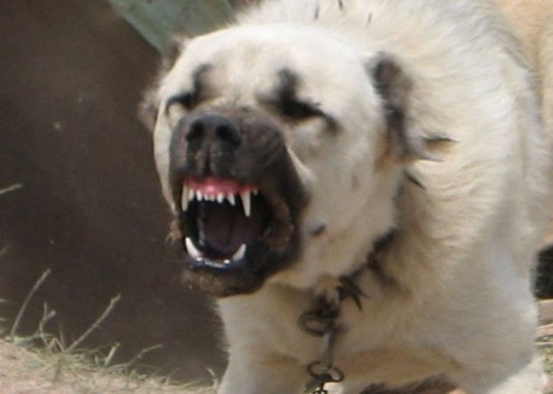 В Улан-Удэ собаки истерзали мужчину