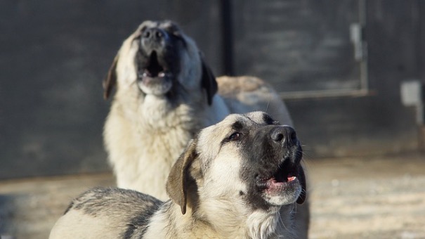 Фото Зоозащитница рассказала, что привело к росту числа собак в Улан-Удэ