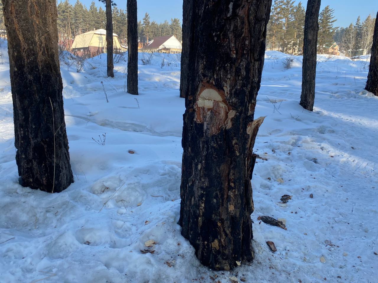 Фото Неизвестные повредили деревья на тропе здоровья в Улан-Удэ