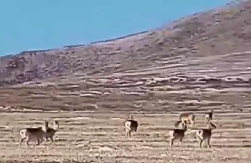 Фото По пути в Монголию пастбища Бурятии посетили дикие антилопы