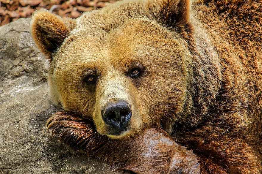 Фото В Тункинском районе Бурятии найден застреленный медведь