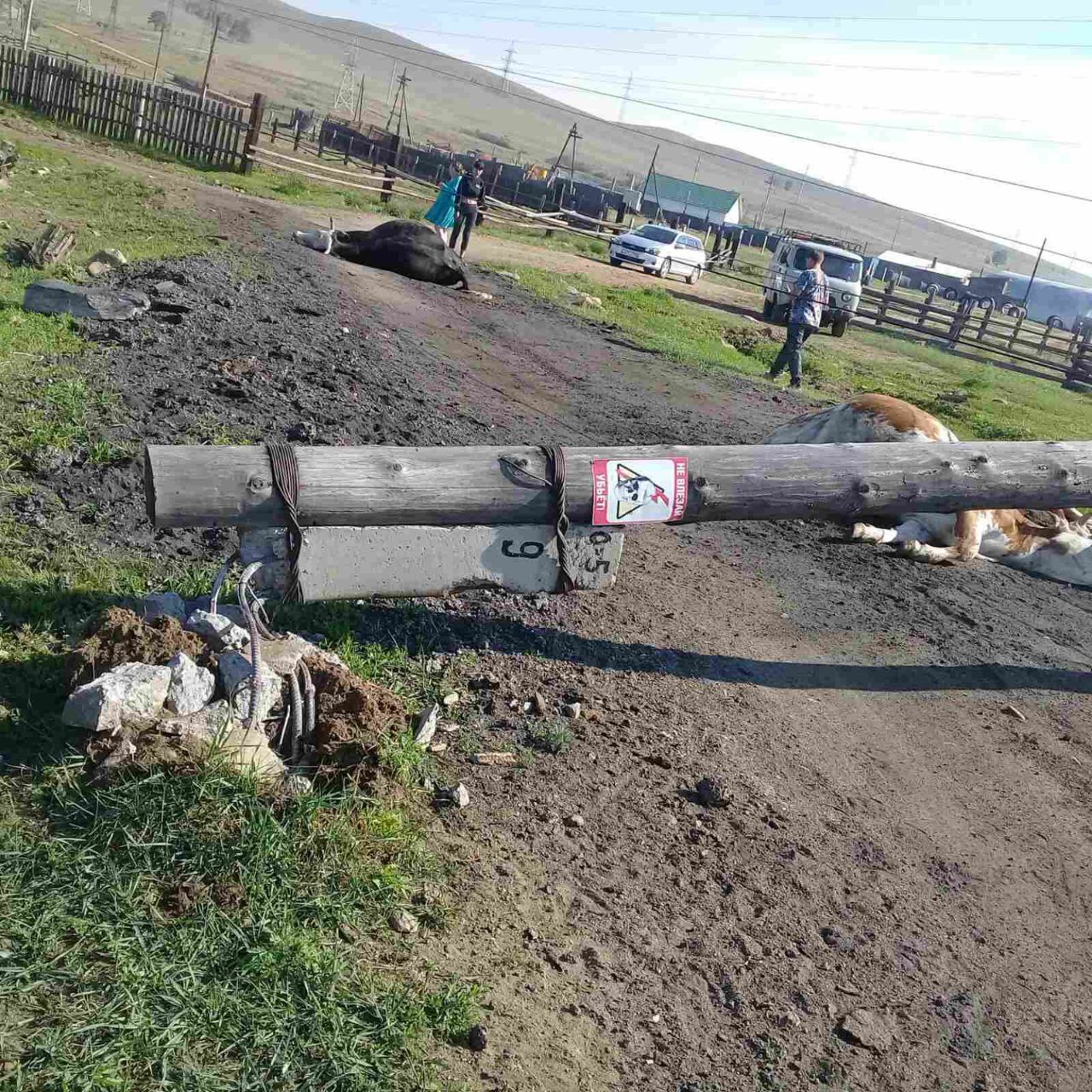 Фото В районе Бурятии погибли сразу пять коров
