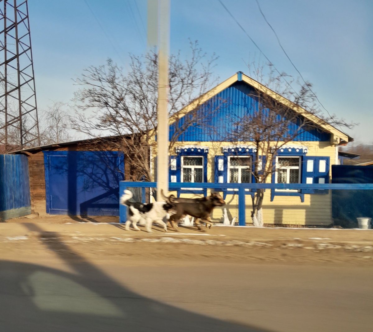 Фото В районе Бурятии бездомные собаки начали нападать на кур