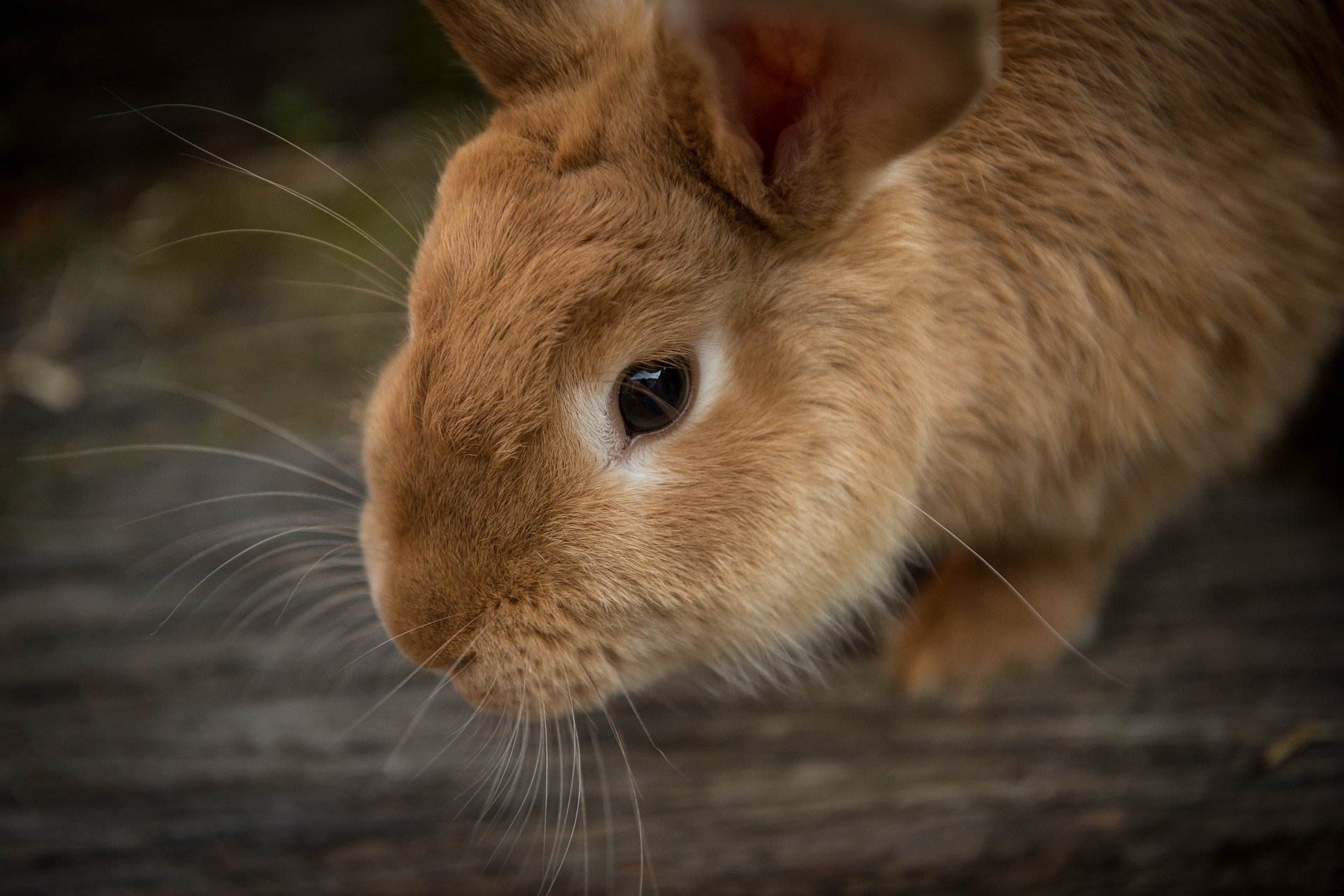Фото В ВОЗ предположили, что кролики и барсуки могут быть разносчиками COVID-19