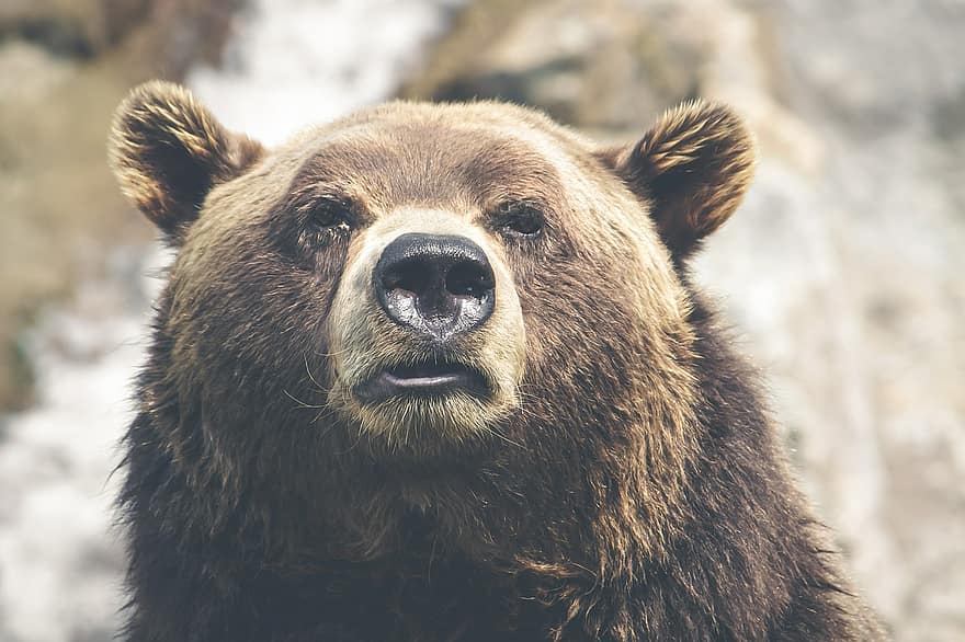 Фото В Бурятии медведь проснулся от спячки страшно голодным (ВИДЕО)