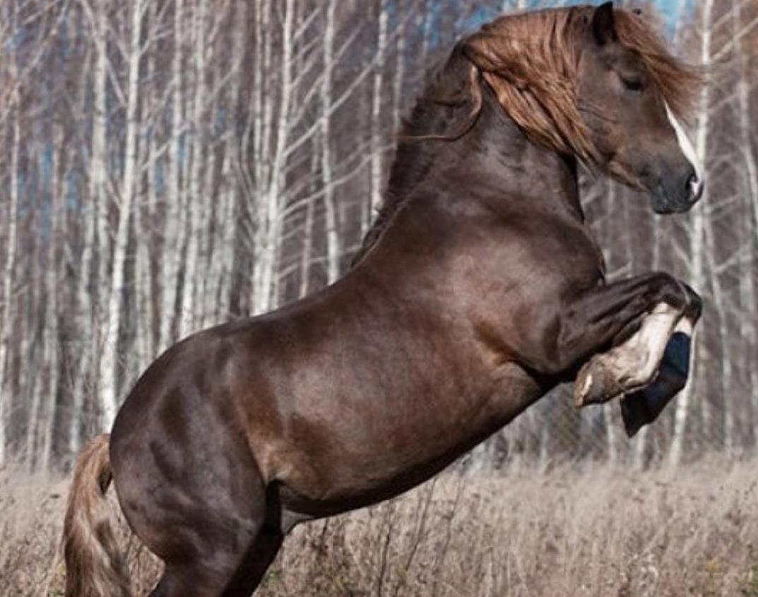 Фото Животновод из Бурятии претендует на звание племенного репродуктора российской тяжеловозной породы лошадей (ВИДЕО)