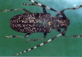 Фото В лесах Бурятии впервые обнаружен жук-вредитель